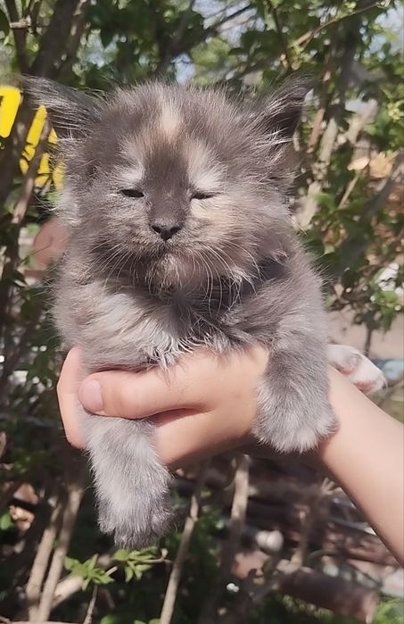Маленьке сонечко Мейн-кун пригрілася на сонечку