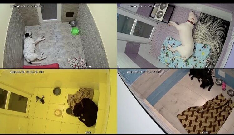 готель для тварин