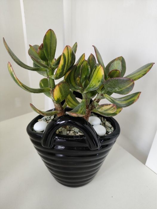 Красула Солана у керамічному горщику-вазі, ідеально на подарунок