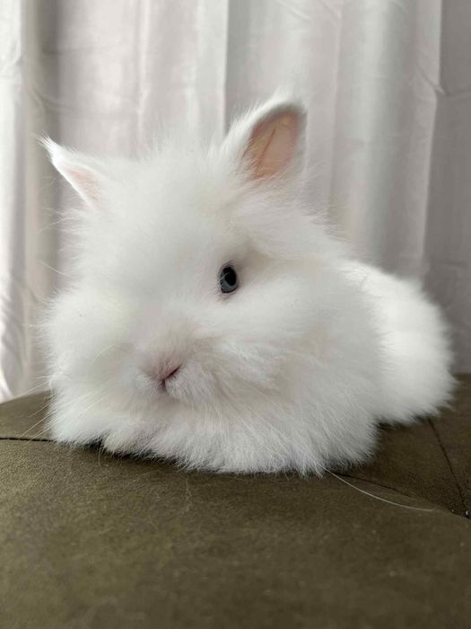 Krolik miniaturka