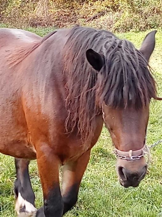 Klacz że zrebakiem