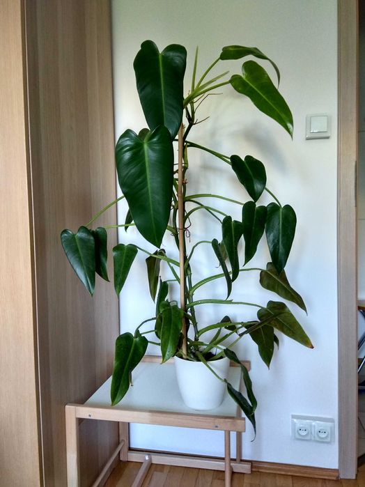 Duży filodendron - wysokość ok. 120 cm