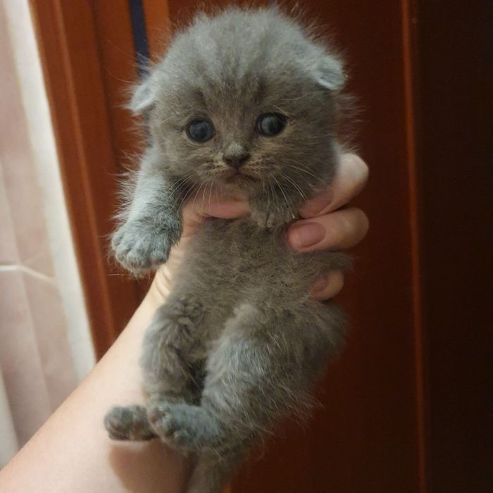 Шотландське щастя