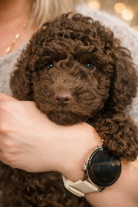 Suczka hiszpański pies dowodny