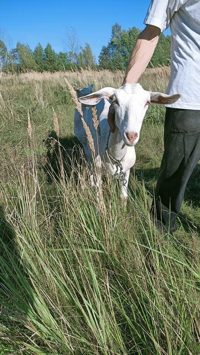 Кози Зааненської породи