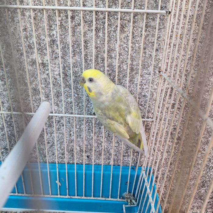 Piriquitos Arco-iris