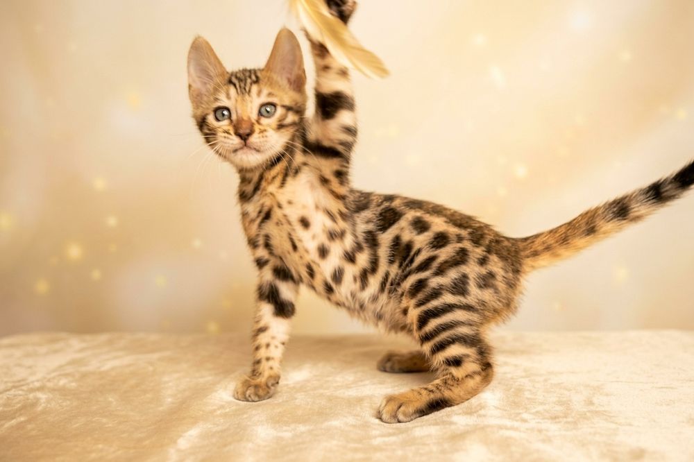 бенгальские котята шоу класса