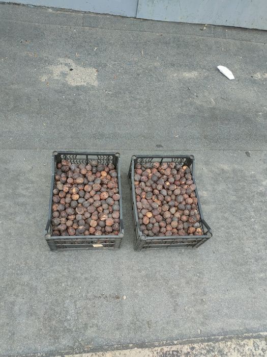 Продам грецкий орех