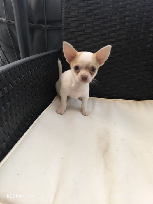 Chihuahua piesek