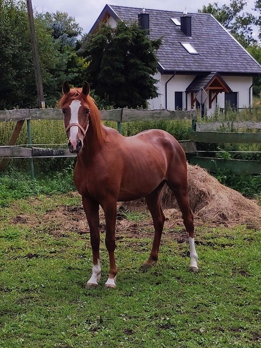 Sprzedam malowanego kasztanka