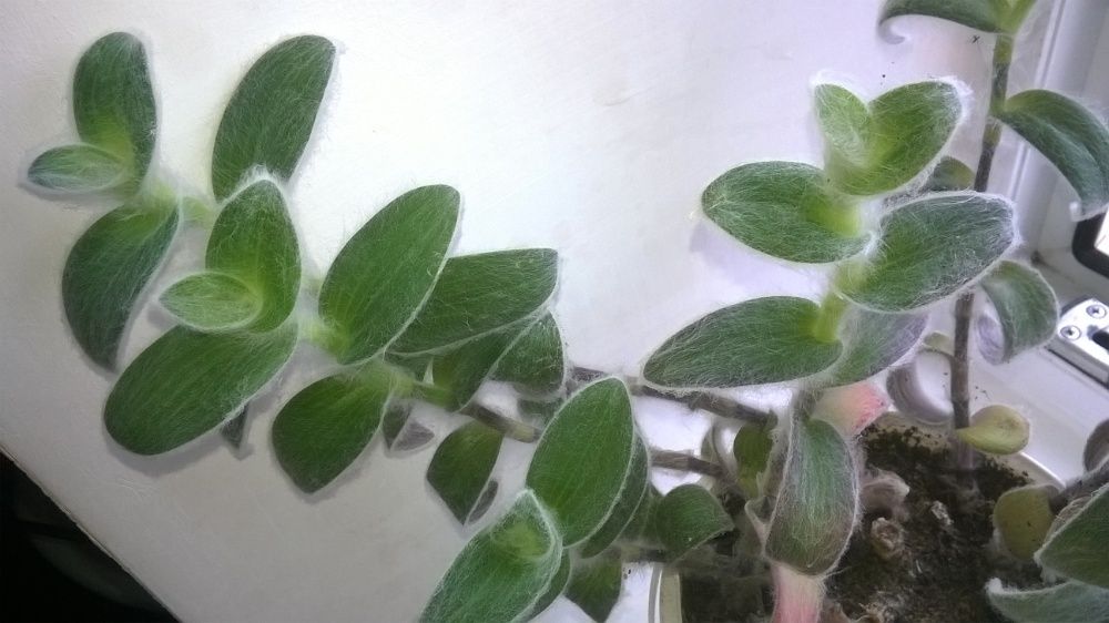 Красавец - кактус, хавортия и другие комнатные растения, цветы