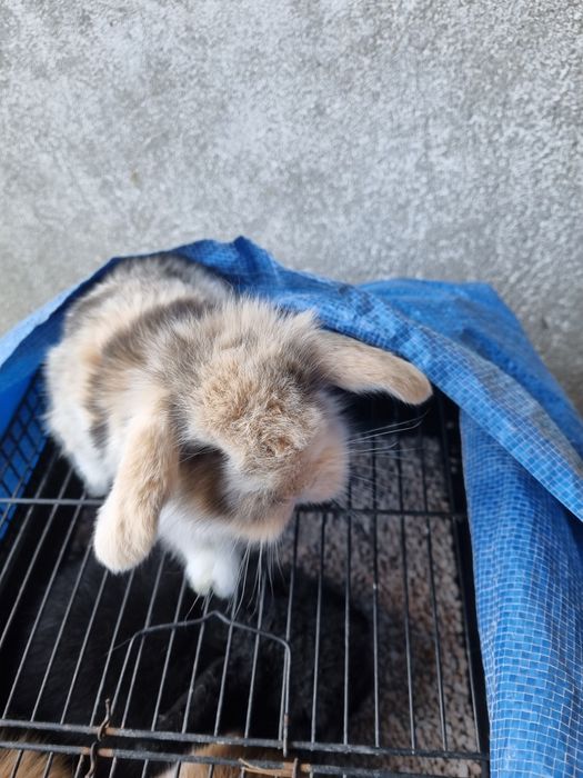 Coelhos bebes mini lop, mini holandeses e toy do criador