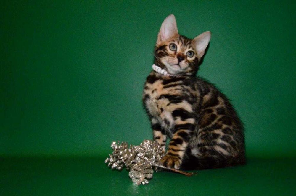 Красавчик мальчик. 2,5 мес. Питомник