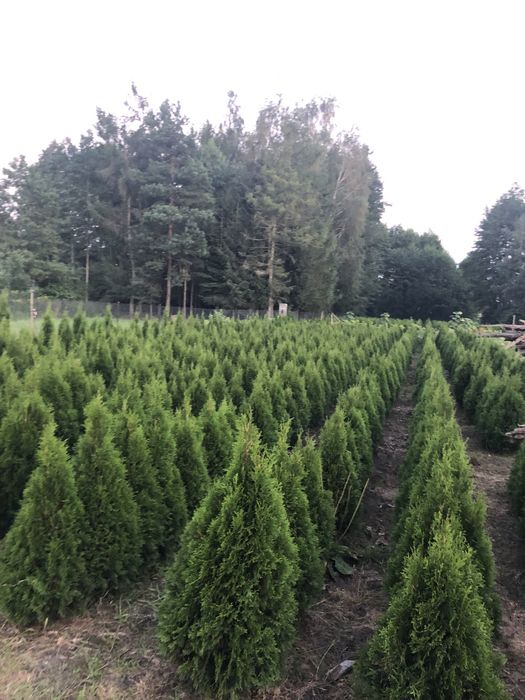 Tuja szmaragd sprzedam