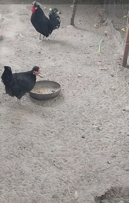 Продаються Кури та півень