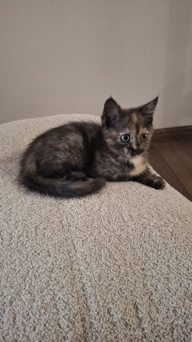 Котик в добрі руки