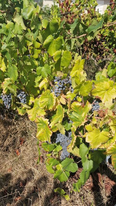 Venda de uvas, espadeiras
