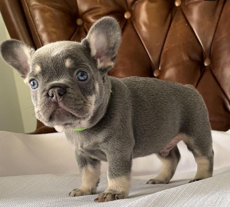 Блакитний    Малиш