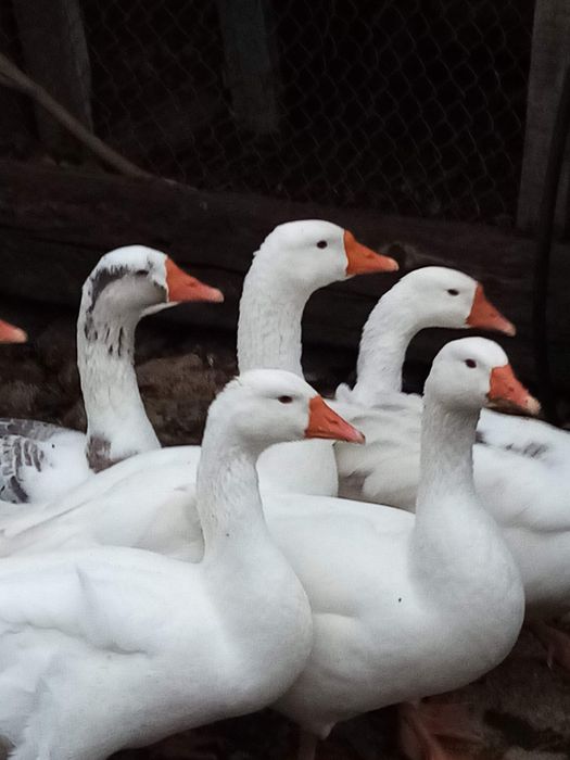 Домашние гуси вес 4к