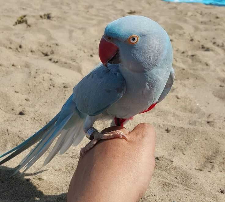 Papagaio Ring neck domésticado , selvagem