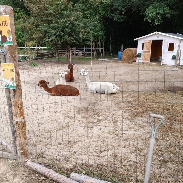 Domek na Alpaki ogrodowy narzędziowy stajnia transport montaż.