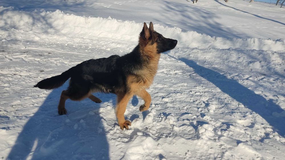 Дівчинка Німецька вівчарка