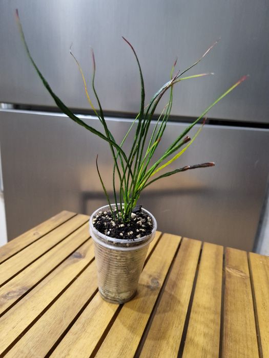 Кротон Picasso. Верхівка.