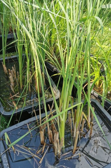 Корм для коі, coppens, nishiki, короп коі Україна, рибки для ставка