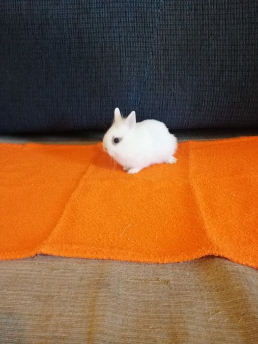 Króliczek karzełek Teddy, Mini Lop, gładki
