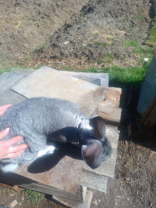 Продам самця  радянської шиншили