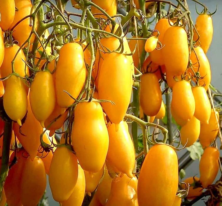 15 Sementes Tomate Amarelo Banana Leg's