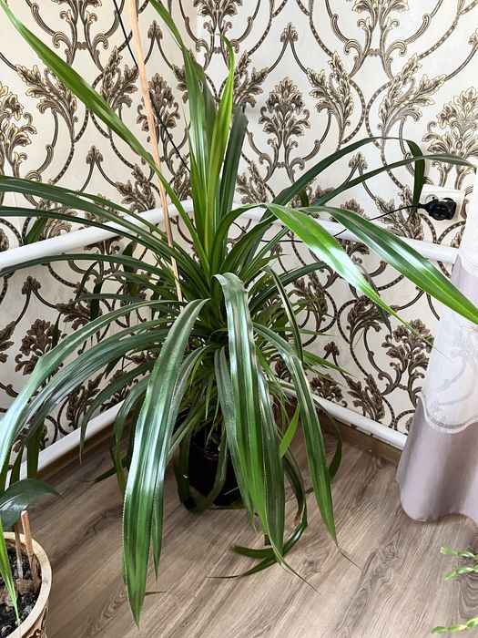 Продам цветок Панданус или винтовая пальма. Растение мощное, здоровое.