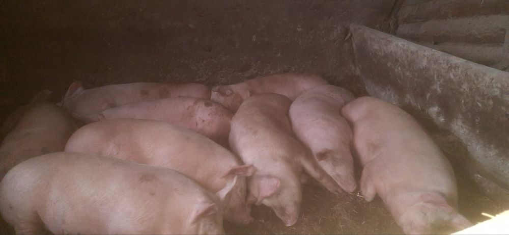 Продаю свиней ! Живий вес - + продаю гній .