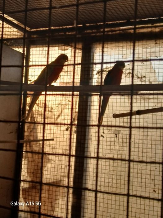 Casal de roselas adultas