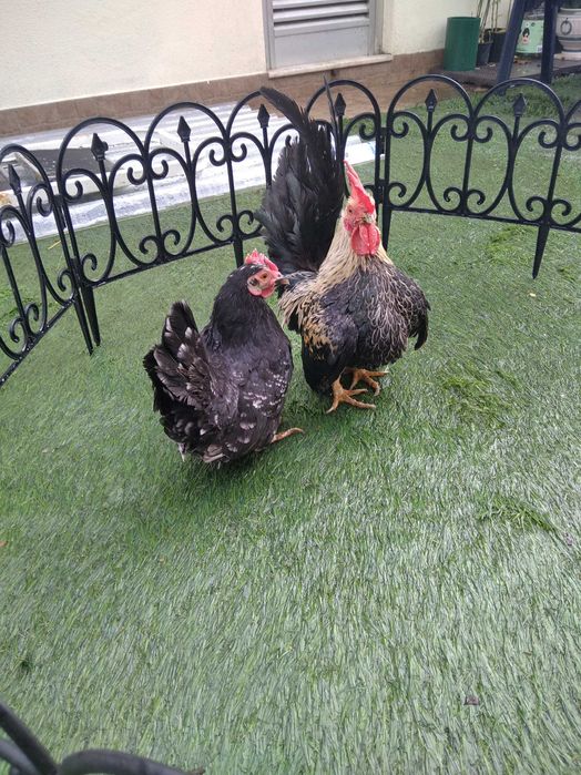 Casal de Nagasakis e machos isolados