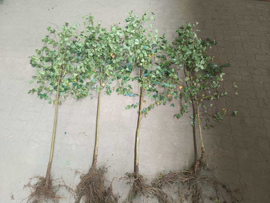 Brzoza brodawkowata goły korzeń szkółkowana wysyłka 225 cm - 250 cm