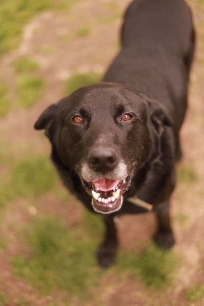 Pogodny, duży samiec szuka najlepszego domu