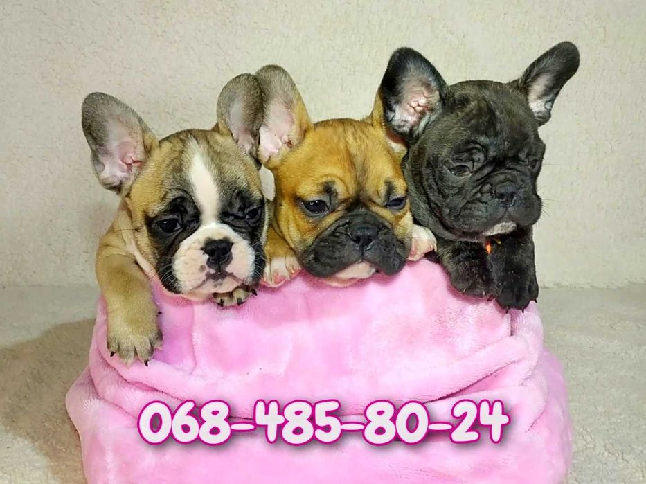 Чистокровні французики булочки!