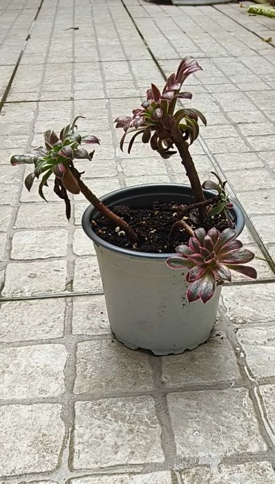 Planta Aeonium ‘Black Magic’ Variegata