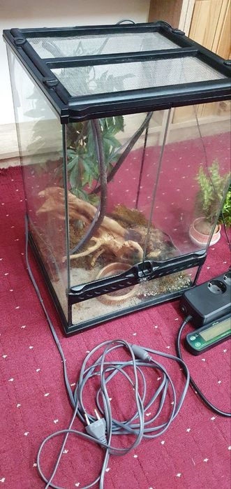 Терраріум, термостат, обігрів та акссесуари. Все для геккона, фельзуми