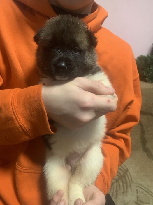 Американьська акіта розплідник Stremenkoff