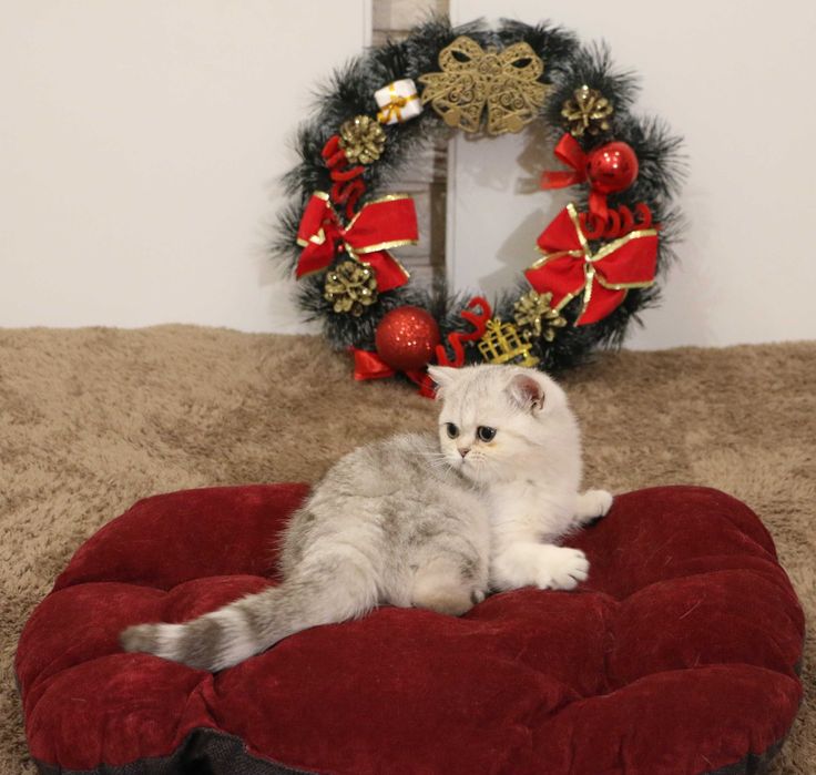 Котенок кошечка прямоухая серебристая шиншилла страйт.