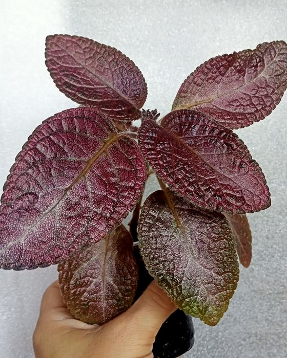 Эписции, Волосы Вероникиl,Tiger Stripe, Safari