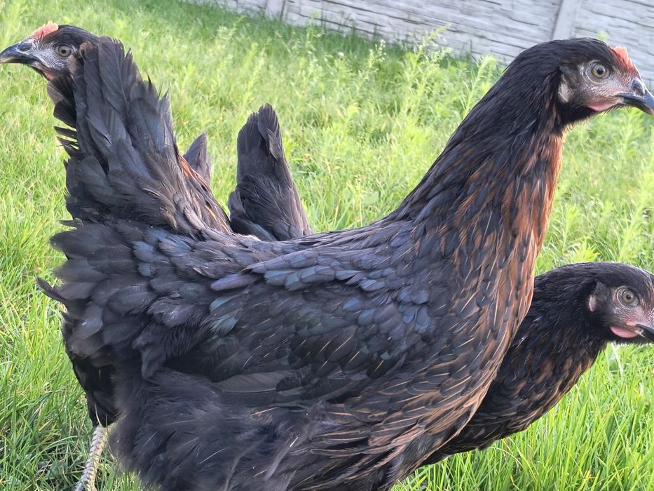 Kury nioski młode kokoszki Rossa dominant leghorn zielononóżki