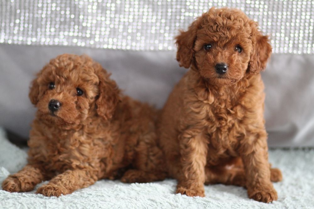 ***Pudel Toy/ miniaturka Badania**