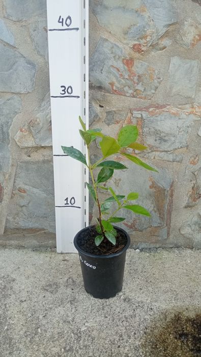 Araçá roxo, vermelho e amarelo