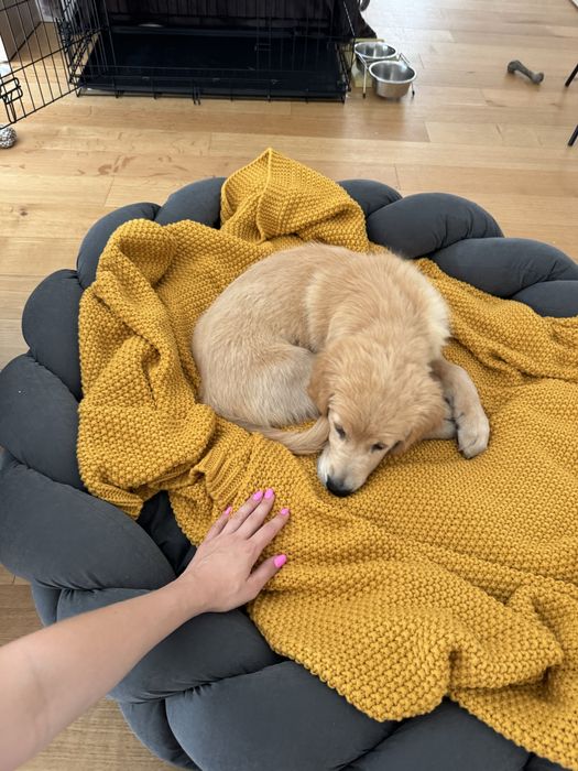 Cama ortopédica premium para cão Hunting Pony L
