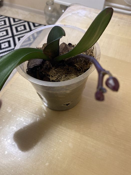 Орхідея дєтка малютка фіолетова