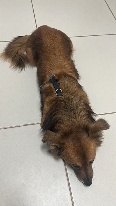 Cãozinho para adoção