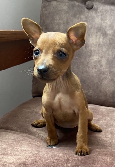 Дружелюбні цверги